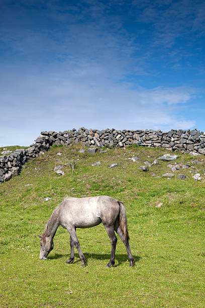 gray horse herding against idylic irirsh landscape