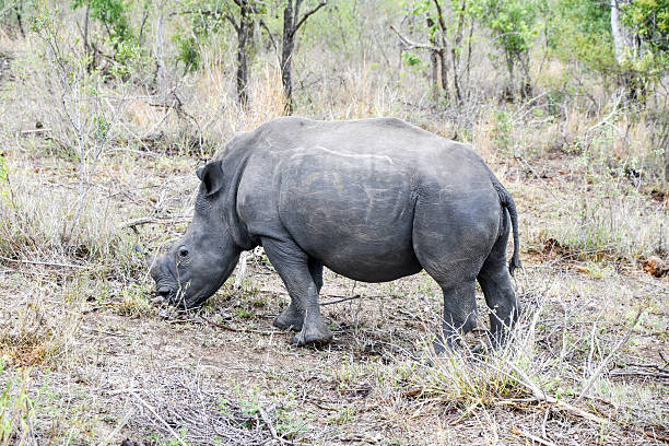 istock Female rhino munching on some grass 503049930