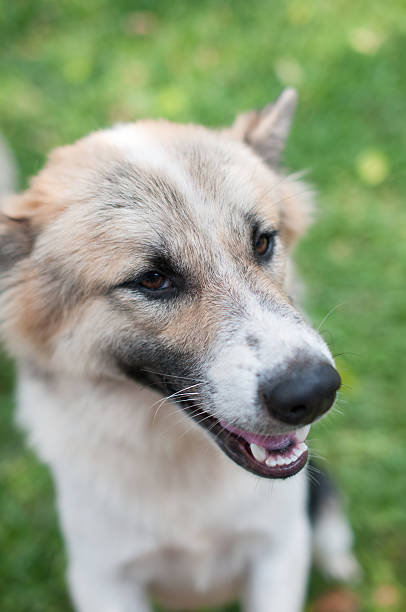 istock Dog and puppies 503050096