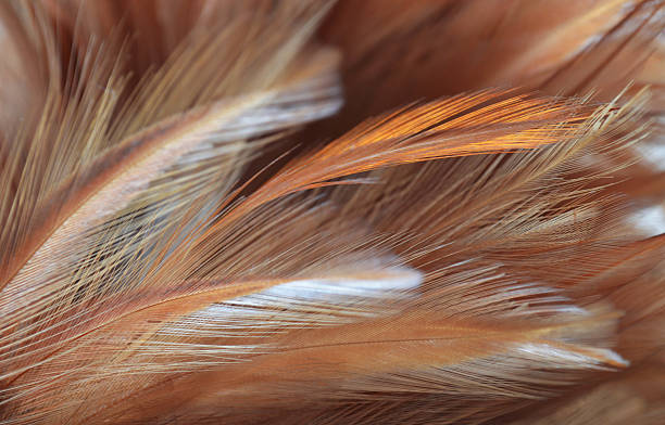 istock Rooster feathers background, Close up 503050170