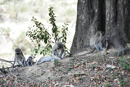 A family of monkeys relaxes in Sabi Sands Game Reserve in South Africa.