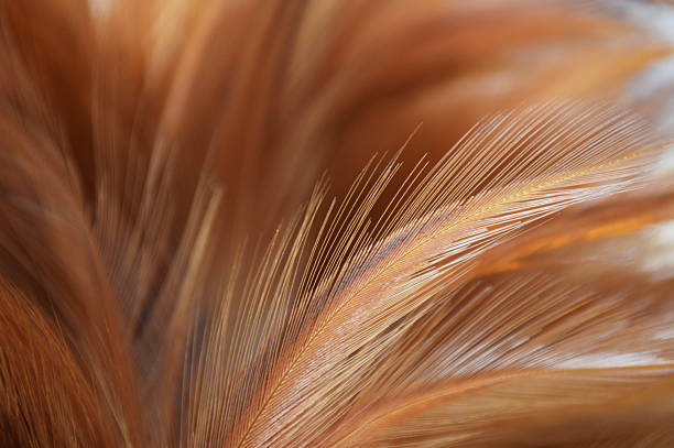 istock Rooster feathers background, Close up 503050192