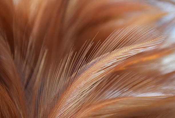 istock Rooster feathers background, Close up 503050198