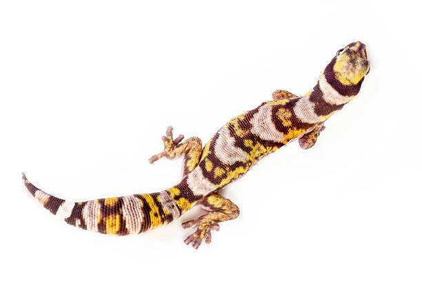 istock Castelnau Velvet Gecko 503051038