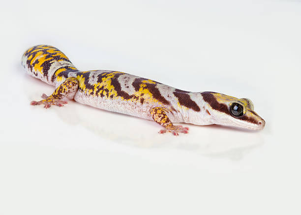 istock Castelnau Velvet Gecko 503051042