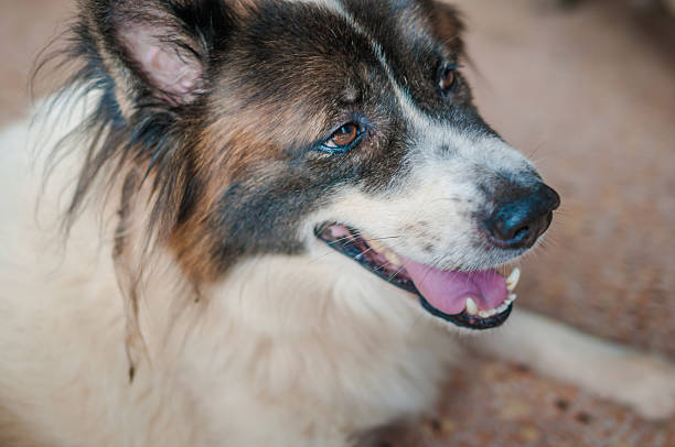 istock Happy smiling dog looking up . 503051508