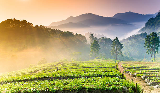 istock Beautiful sunshine at misty morning mountains . 503052978