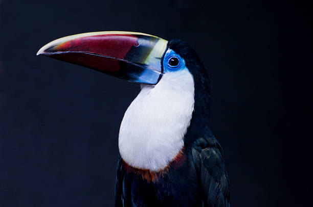 istock Toucan ariel - Ramphastos vitellinus 503053874