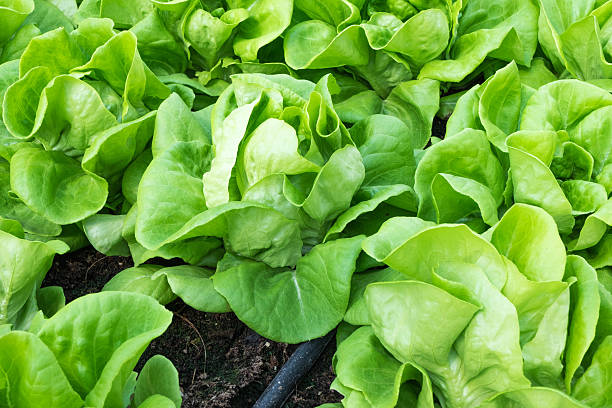 istock Butter head vegetable plantation 503054296