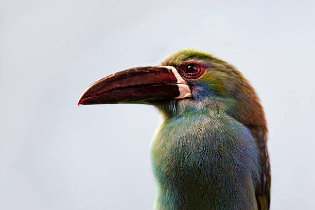 Portrait of a red-rumped toucanet 