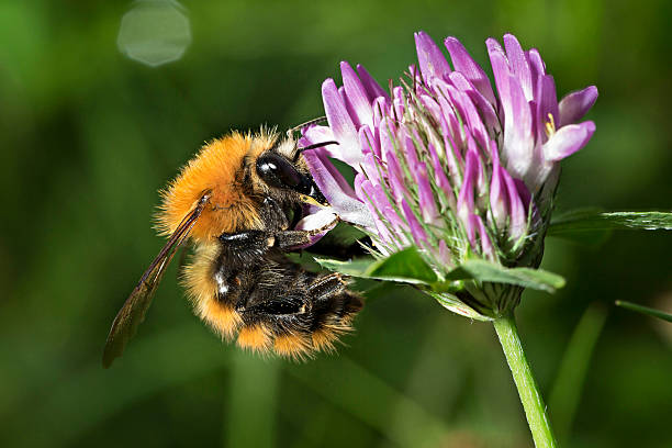 istock Bee on flower of red clover 503055112