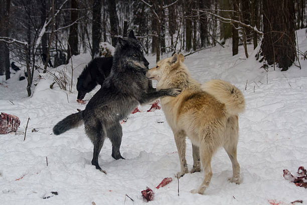 istock Alpha Male And Alpha Female Timber Wolf 503056010