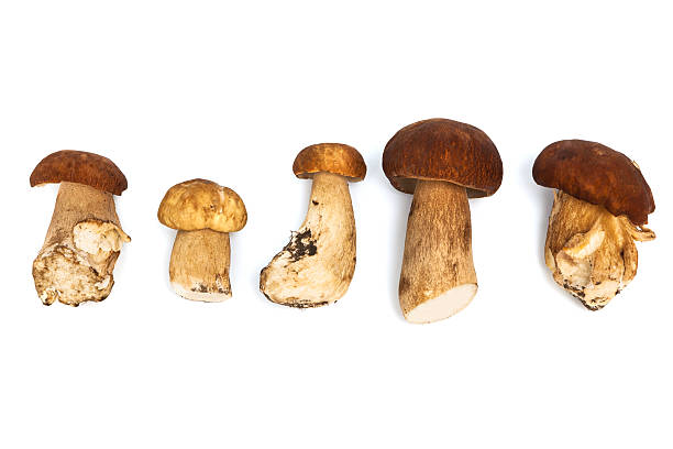 istock Fresh and beautiful mushrooms 503056216