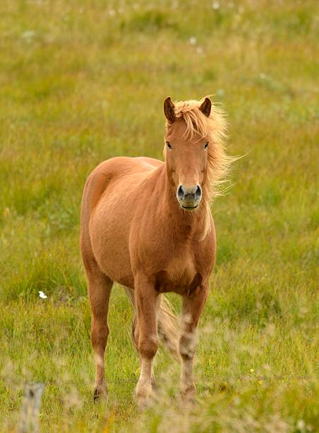 istock Icelandic Horse 503057254