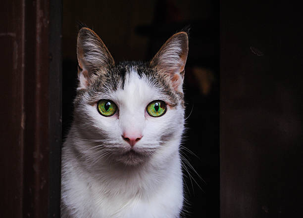 istock White cat standing at the open door 503057566