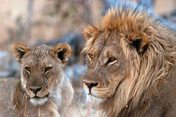 istock Lions at Goas waterhole, Etosha National Park, Namibia 503057782