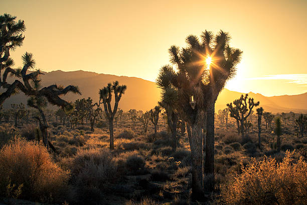 joshua arbres (yucca brevifolia), à golden brume de coucher de soleil - mojave yucca photos et images de collection