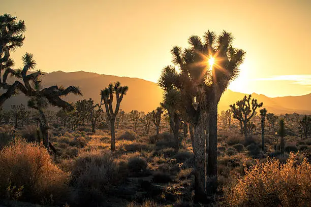 Joshua Trees (Yucca brevifolia) in a golden hour haze and lens flare as the sun begins to set behind the Mojave desert mountains of Joshua Tree National Park.
