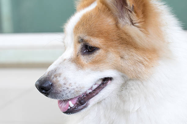istock Close up cute Thai Bang Kaew dog face 503058202