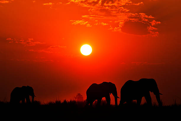 istock Elephants at sunset, Chobe river, Chobe National Park, Botswana 503058230