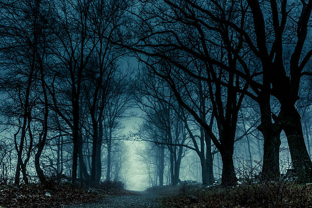 istock Foggy path in the woods. 503058382