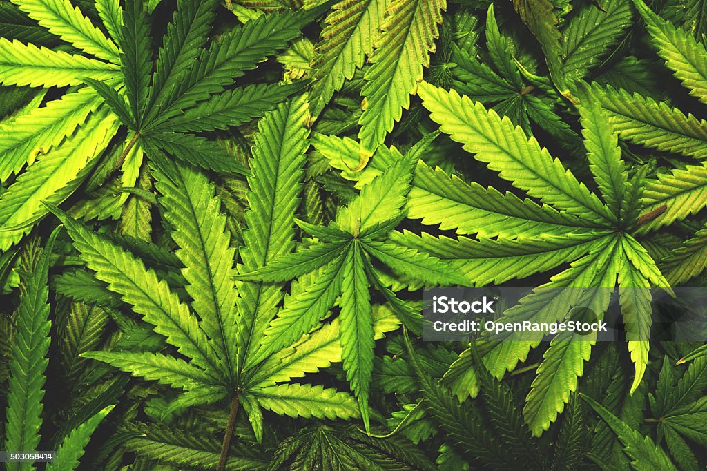 Cannabis Texture Marijuana Leaf Pile Background with Flat Vintage Style Homegrown indoor pot plants and leaves Cannabis Plant Stock Photo