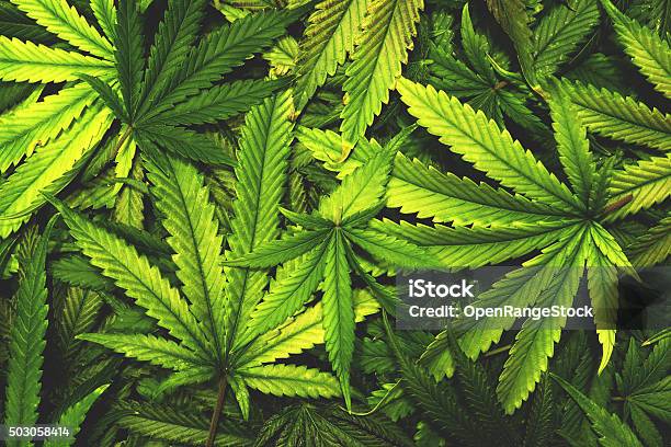 Cannabis Texture Marijuana Leaf Pile Background With Flat Vintage Style Stock Photo - Download Image Now