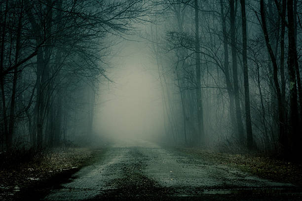Foggy, winter day in the woods