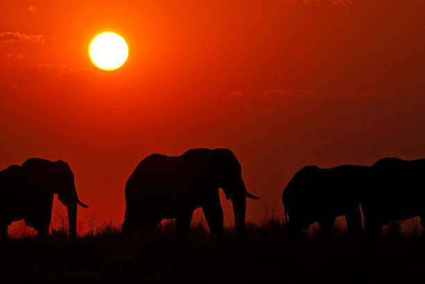 istock Elephants at sunset, Chobe river, Chobe National Park, Botswana 503058878