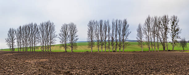 istock leaveless trees in winter in rural area 503058888