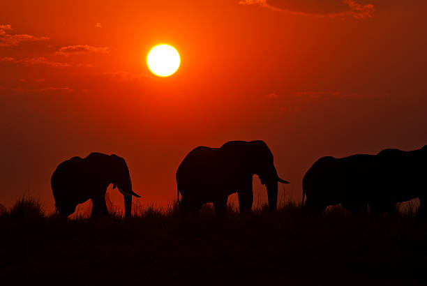 istock Elephants at sunset, Chobe river, Chobe National Park, Botswana 503059058