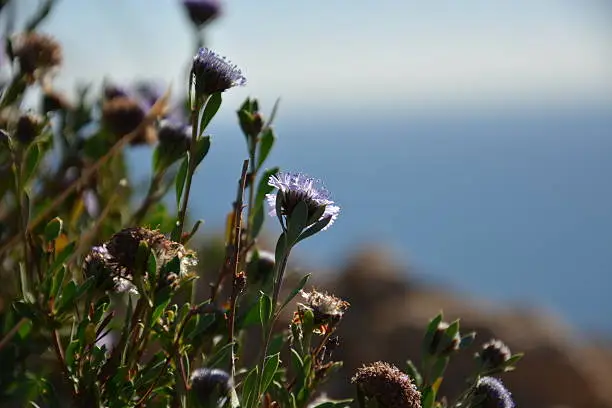 Succelentplant at the shores of Alfaz del Pi, Spain. This is a paleolithic plant that can survive in a very dry and warm atmosphere.