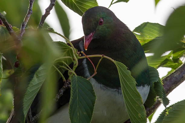 Kereru in Cherry Tree stock photo