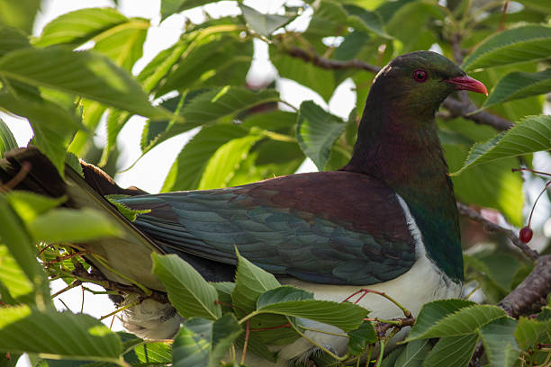 Kereru in Cherry Tree stock photo