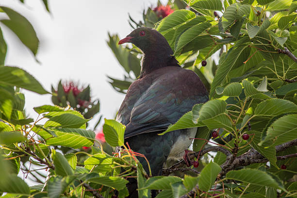 Kereru in Cherry Tree stock photo