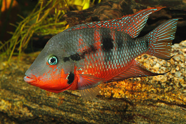 mexikanische feuer mund (thorichthys meeki) - buntbarsch stock-fotos und bilder