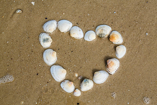 istock Heart from cockleshells lies on a sandy beach 503059690