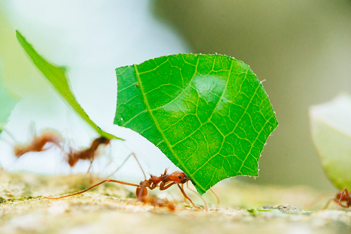This is a horizontal, color, royalty free stock photograph of leaf cutter ants working together in Cahuita National Park, Costa Rica, a  Central American travel destination. The small ants carry large pieces of green leaves across a tree branch. Depth of field is shallow. Photographed with a Nikon D800 DSLR camera.
