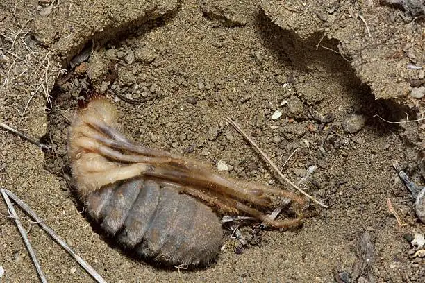 Photo of Female camel spider (solifuge) in burrow