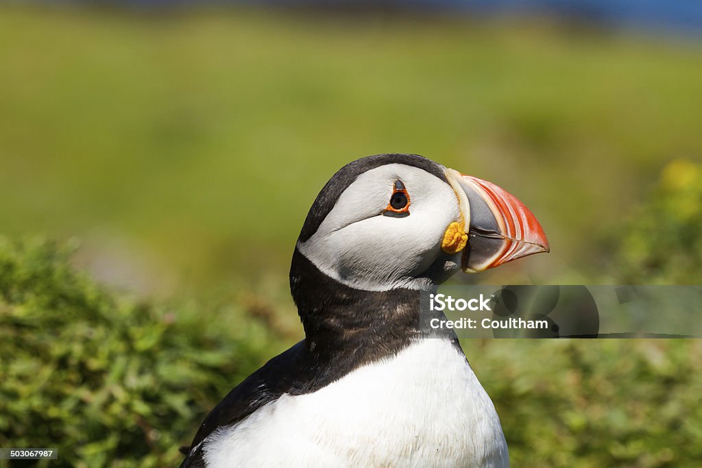 Puffin on Treshnish Isle Puffin photographed on Treshnish Isle in Scotland Animals In The Wild Stock Photo