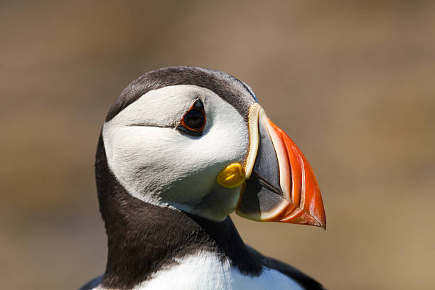 istock Puffin on Treshnish Isle 503067991