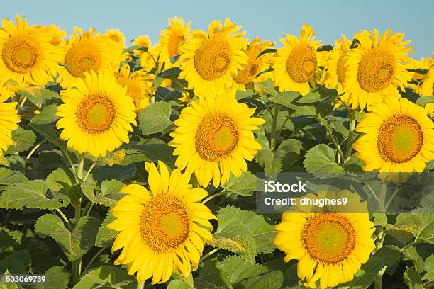 Sonnenblumen Feld In Texas Stockfoto und mehr Bilder von Sonnenblume - Sonnenblume, Texas, Blau