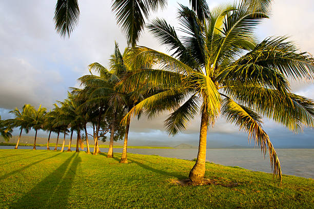 istock Palm Trees, Queensland, Australia 503069991