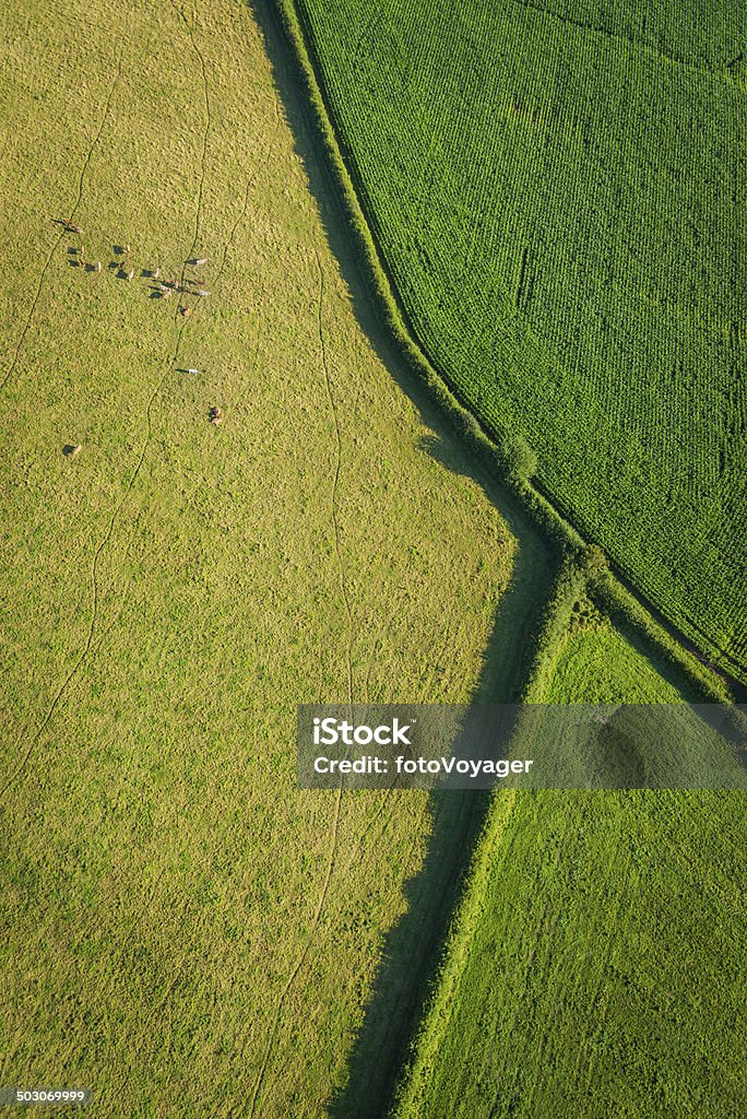 Aerial view over green crops cattle pasture farmland abstact Aerial view over vibrant green maize corn crops, hedgerows and summer pasture with cows grazing in farm fields. ProPhoto RGB profile for maximum color fidelity and gamut. Abstract Stock Photo