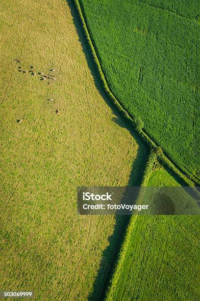 Aerial View Over Green Crops Cattle Pasture Farmland Abstact Stock Photo - Download Image Now