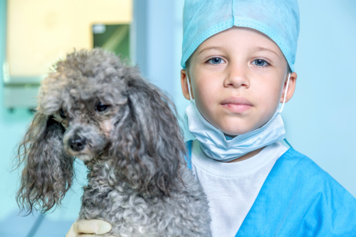 Veterinarian boy with poodle in a veterinary clinic