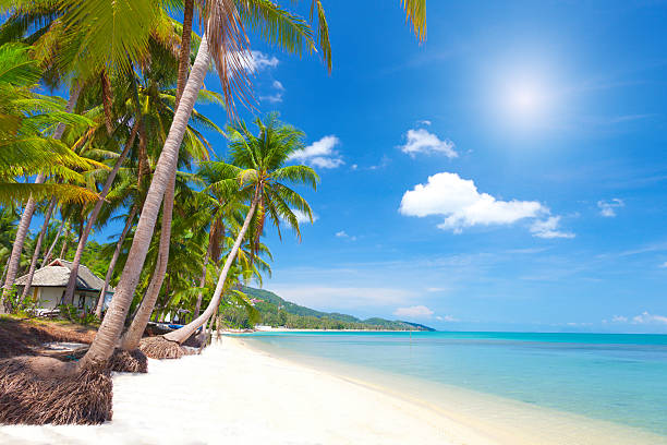 istock tropical beach with coconut palm 503070531