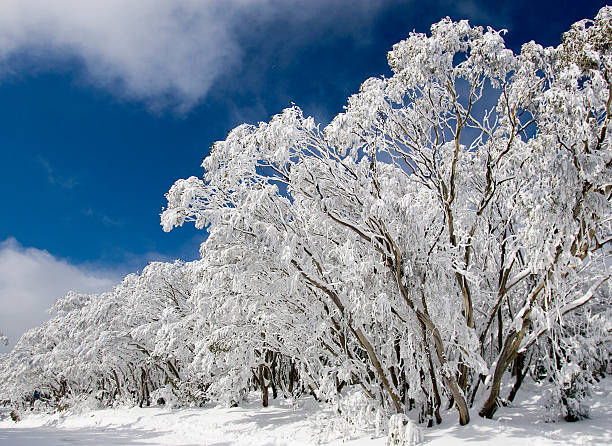 Snow Covered Gum Tree, Victoria, Australia