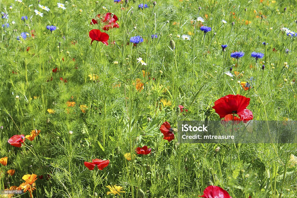 Garden border filled with annual wild flowers / wildflower meadow image Photo showing a colourful garden border than has been planted with annual wild flowers and ornamental annuals, to create the image of a lush wildflower meadow.  Planted in the garden are:  Agricultural Field Stock Photo