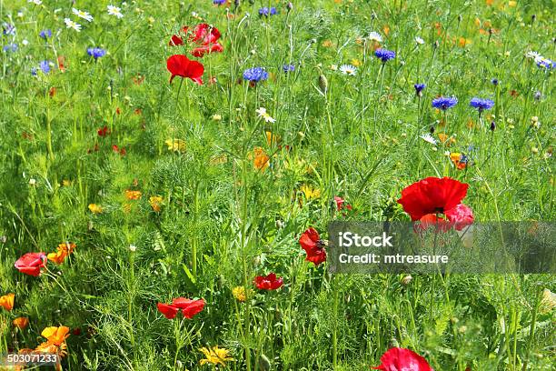 Garden Border Filled With Annual Wild Flowers Wildflower Meadow Image Stock Photo - Download Image Now